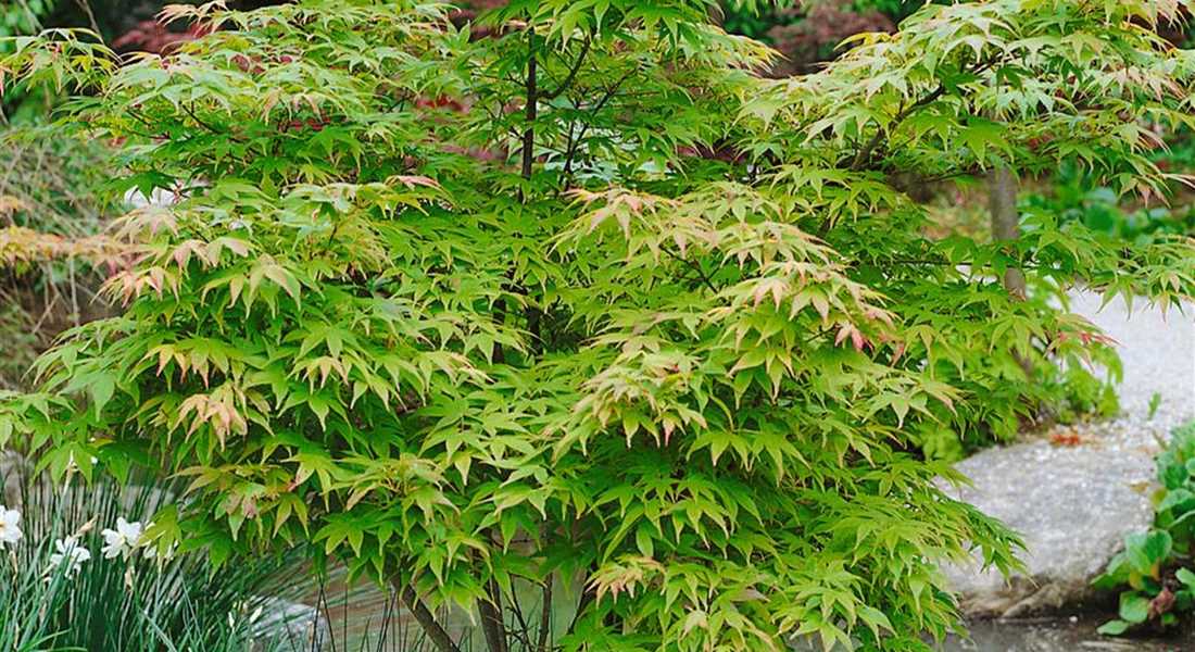 Japanese Maples – Sierra Nevada Plant Guide