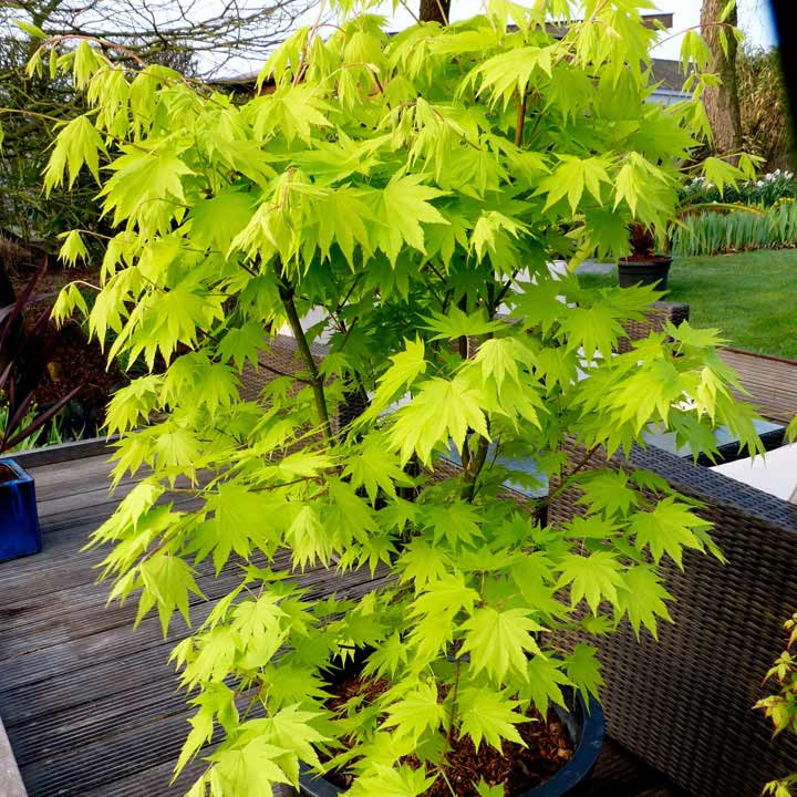Incubus Estate Baron Japanese Maples – Sierra Nevada Plant Guide