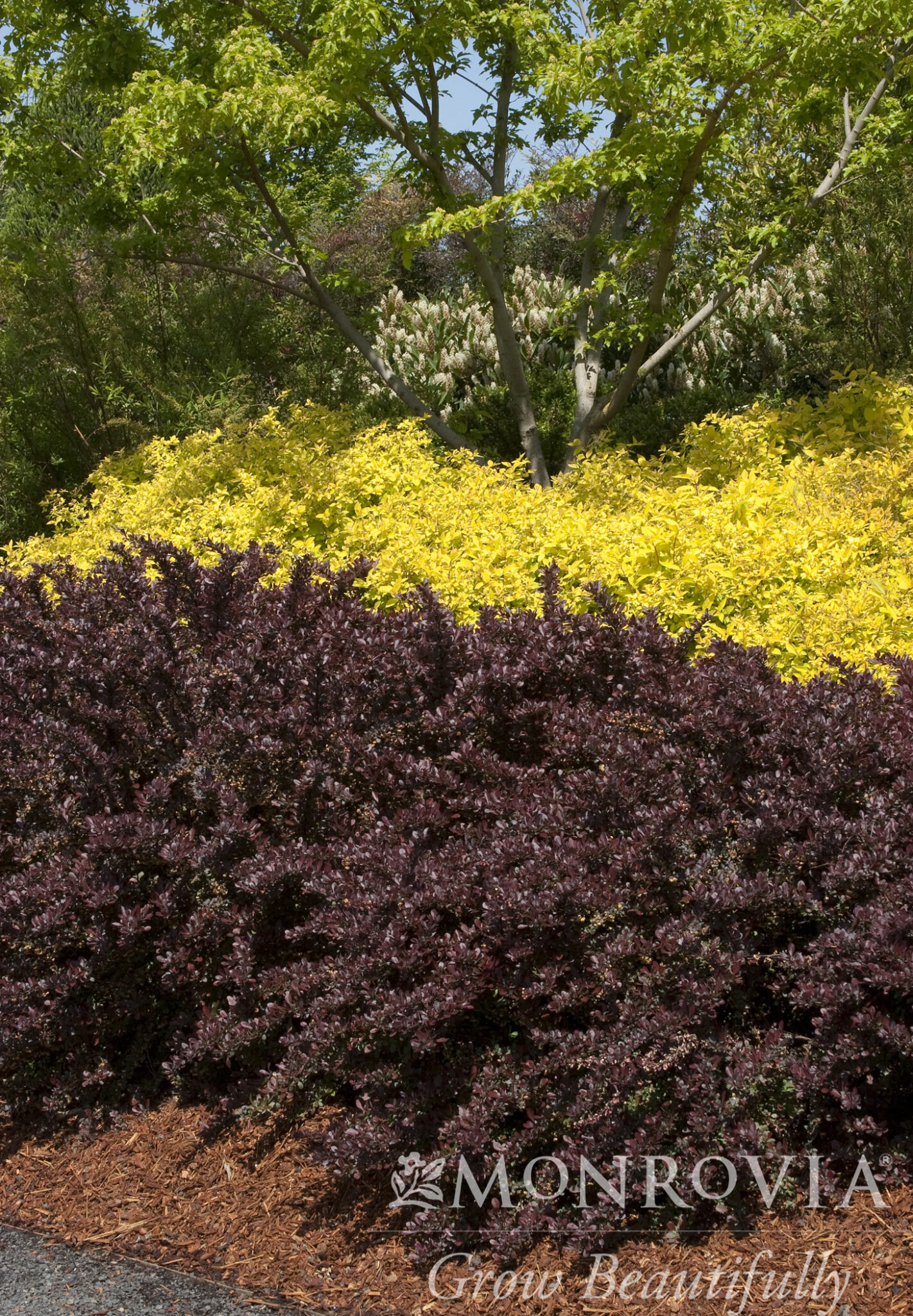 Small Sun Shrubs – Sierra Nevada Plant Guide