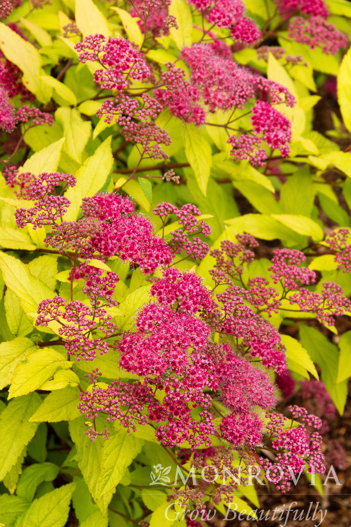 Small Sun Shrubs Continued – Sierra Nevada Plant Guide