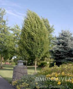 Shade Trees – Sierra Nevada Plant Guide