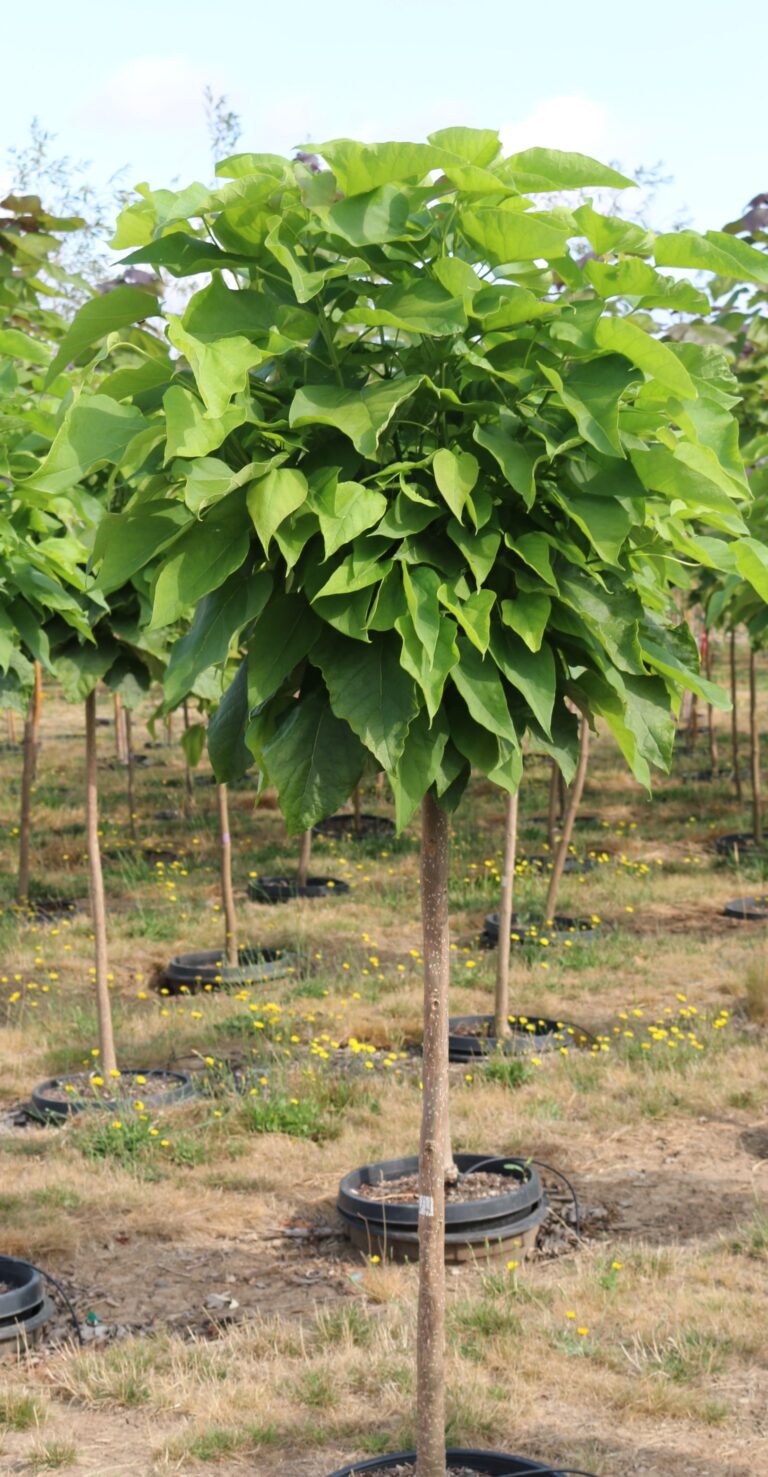 Shade Trees – Sierra Nevada Plant Guide