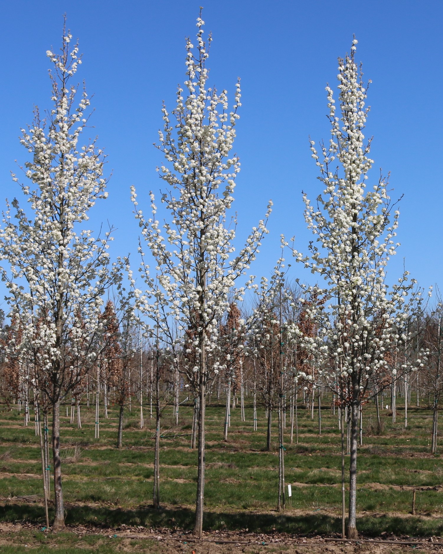 Small & Flowering Trees Continued – Sierra Nevada Plant Guide
