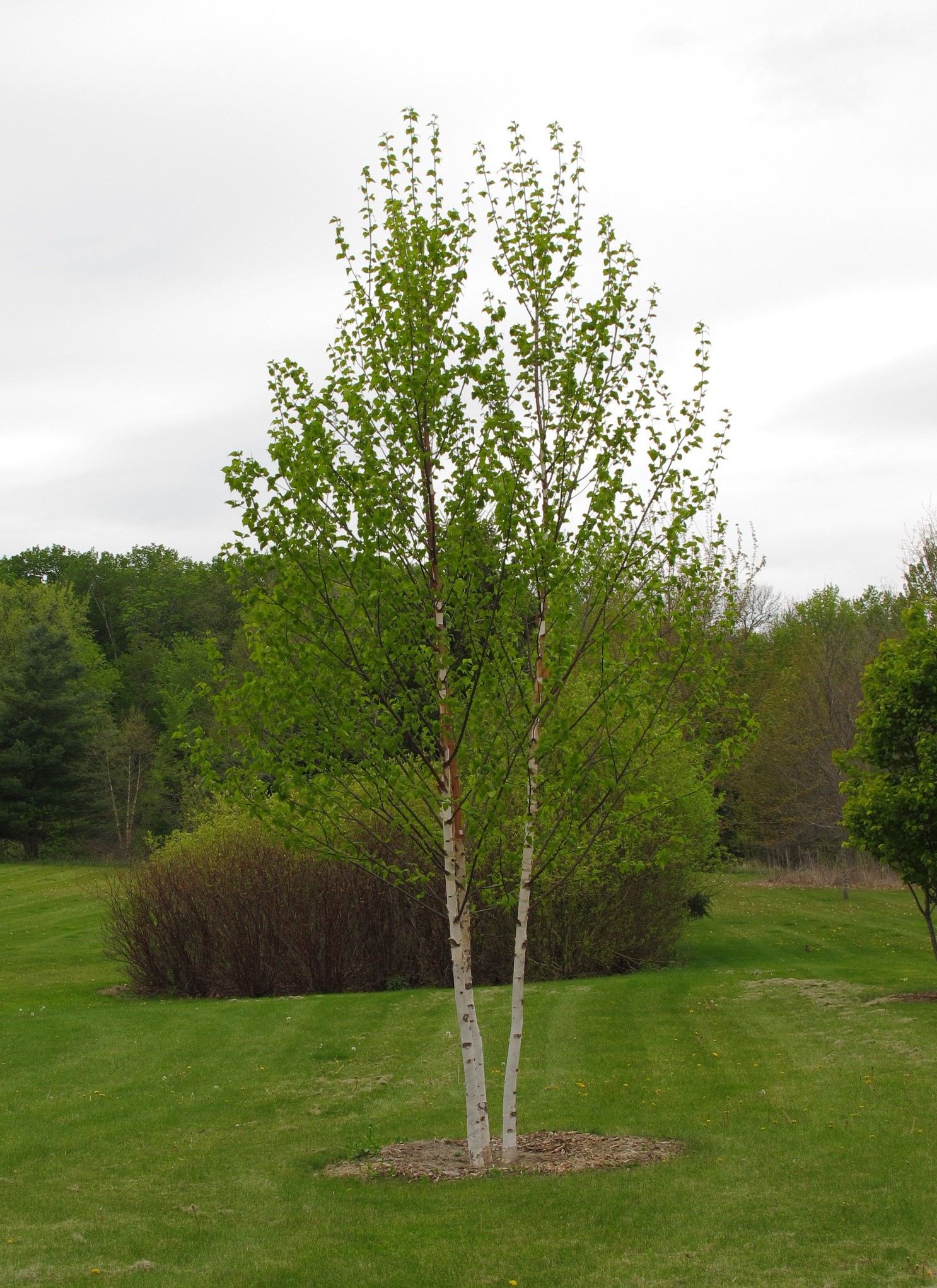 Shade Trees – Sierra Nevada Plant Guide