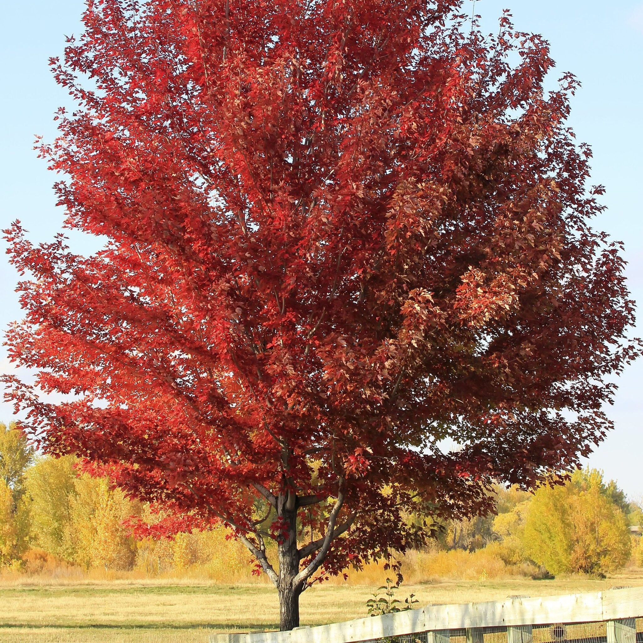 Shade Trees Continued… – Sierra Nevada Plant Guide